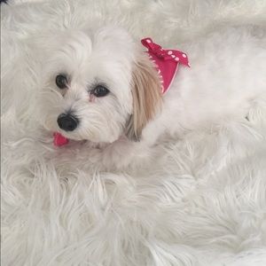 Meet your Posher, Trudy